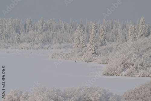 snow covered trees in winter, coyote in winter, coyote running on the lake,  Coyote in the snow, winter, Canada, wildlife, nature, snow, wild