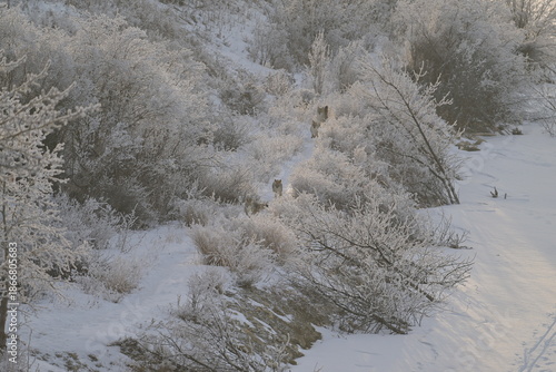 snow covered trees in winter, coyote in winter, coyote running on the lake,  Coyote in the snow, winter, Canada, wildlife, nature, snow, wild