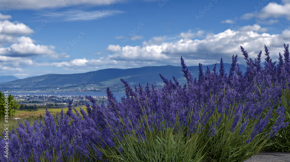 Fototapeta premium Lavender field nature landscape summer lavender field nature landscape summer flower purple countryside mountain sky cloud rural scenic outdoor