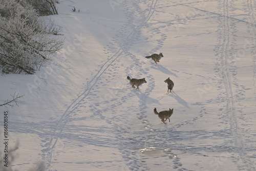 four coyotes on the lake, Coyote in the snow, winter, Canada, wildlife, nature, snow, 