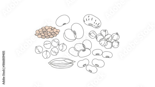 A vector graphic illustration of various coffee beans in a minimalist line art style