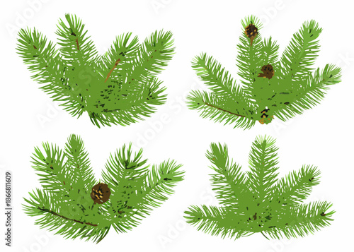 Green evergreen branches and pine cones a natural winter foliage collection