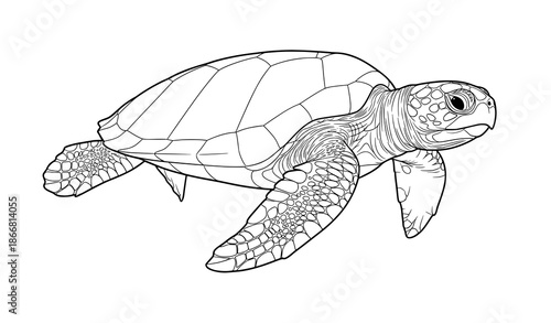 Kemp’s Ridley sea turtle line art vector illustration endangered marine species
