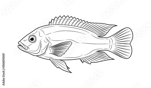 Keyhole cichlid fish line art vector illustration realistic aquarium species outline