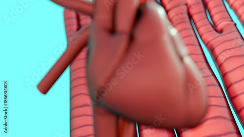 Schilderij op canvas A 3d rendering of human heart organ and cardiac muscle cells also known as cardiomyocytes on the background