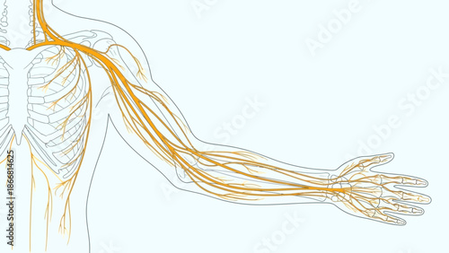 Detailed medical illustration of the human brachial plexus and peripheral nerves extending through the shoulder arm and hand anatomy