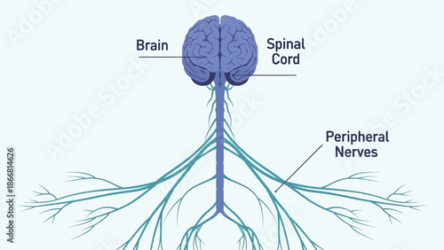 Simple diagram illustrating the major components of the human nervous system including the brain spinal cord and peripheral nerves