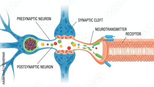 Simplified educational diagram illustrating the fundamental process of synaptic transmission between two communicating neurons across the synaptic cleft.