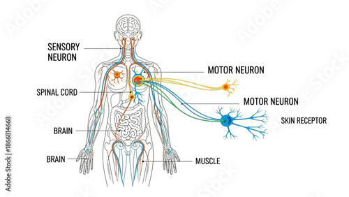 Diagram illustrating the fundamental pathway of the human nervous system demonstrating sensory neuron input to the spinal cord and subsequent motor neuron output to muscle tissue