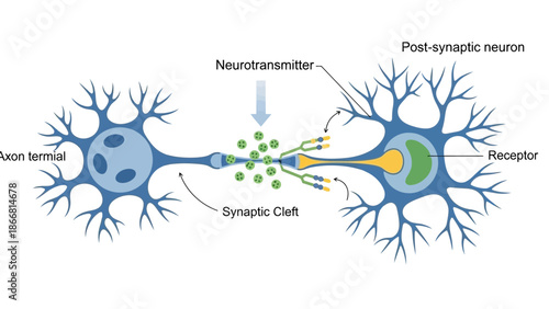 Detailed illustration depicting the essential biological process of neurotransmitter release and reception across a synaptic cleft between two neurons.