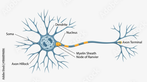 Labeled diagram illustrating the fundamental anatomical structures of a typical motor neuron cell for educational biology study purposes