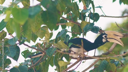An oriental pied hornbill perches on a leafy tree, calmly enjoying a ripe piece of fruit.