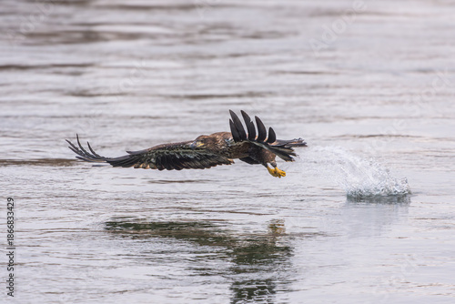 Eagle in flight fishing