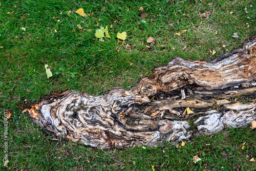 Closeup of old large cottonwood tree root in a lawn, wood is rotted and cut open my lawnmower, yellow fall leaves on grass, landscape maintenance
