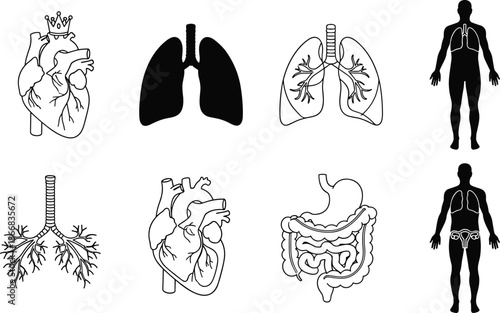 Human anatomy organ icons set featuring heart lungs digestive system respiratory tract male female body silhouettes medical healthcare illustration vector, diagram, biology, education, science