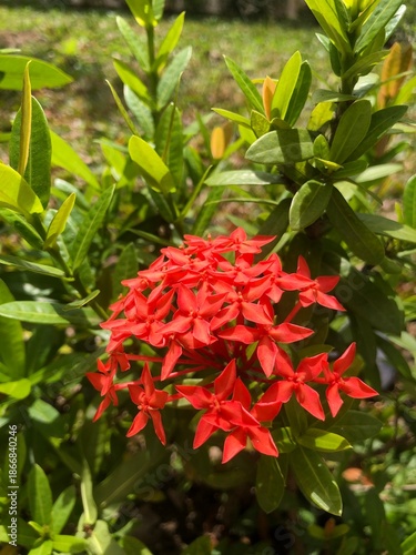 red flowers in the garden