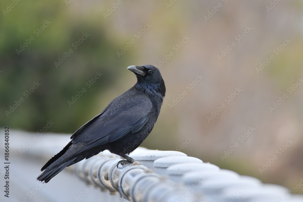 Fototapeta premium カラス 都会の野鳥