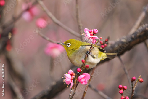 梅の花の蜜を求めるメジロ