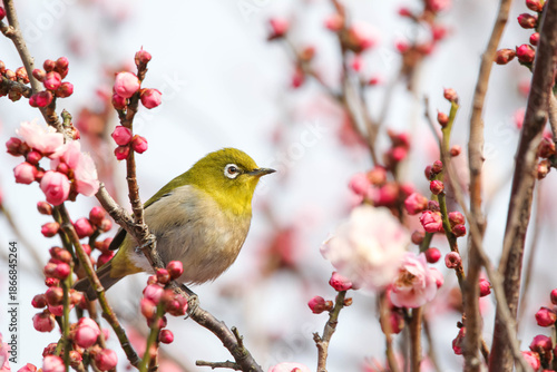 梅の花の蜜を求めるメジロ