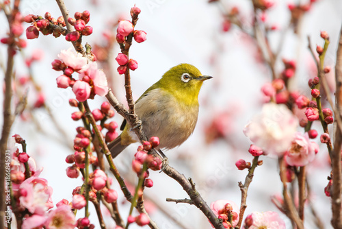 梅の花の蜜を求めるメジロ
