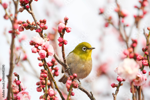 梅の花の蜜を求めるメジロ
