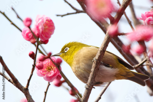 梅の花の蜜を求めるメジロ