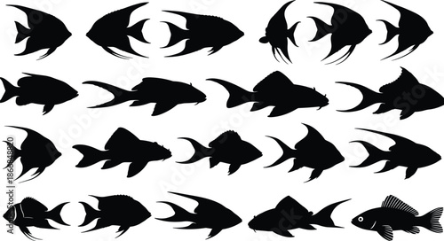 Large silhouette collection of tropical angelfish and exotic marine species in various swimming poses isolated on white background for ocean vector design,