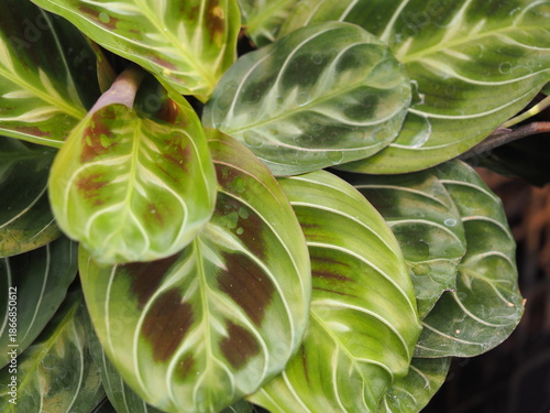 観葉植物　マランタ・レウコネウラ