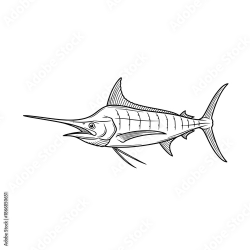 Black marlin fish line art vector illustration realistic sport fishing outline