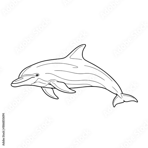 Common bottlenose dolphin line art vector illustration scientific marine mammal