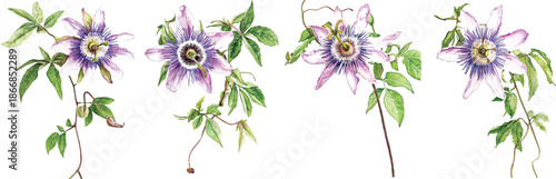 Beautiful purple passiflora (passion flower) on a twig with green leaves. Isolated on white background. Watercolor illustration vector  painting.