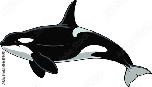 Vector Illustration of a Powerful Black and White Orca Killer Whale Swimming for Marine Biology and Ocean Concepts