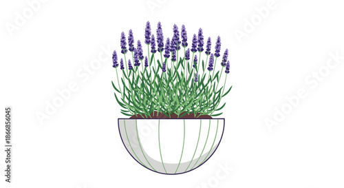 Illustration of a lush lavender plant with purple flowers and green stems growing in a stylish white semi-circular pot.