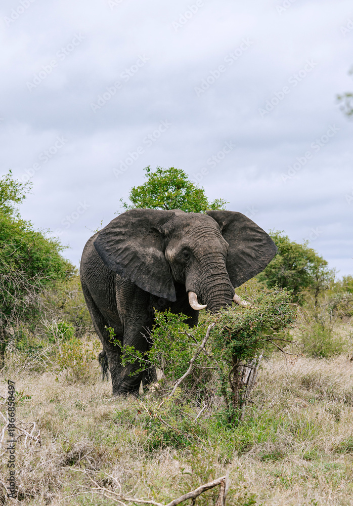 Obraz premium african elephant stands among trees and shrubs in natural habitat, savanna. large ears, prominent tusks, rough, wrinkled skin are clearly visible. overcast sky, cloudy day. South Africa, Kruger park