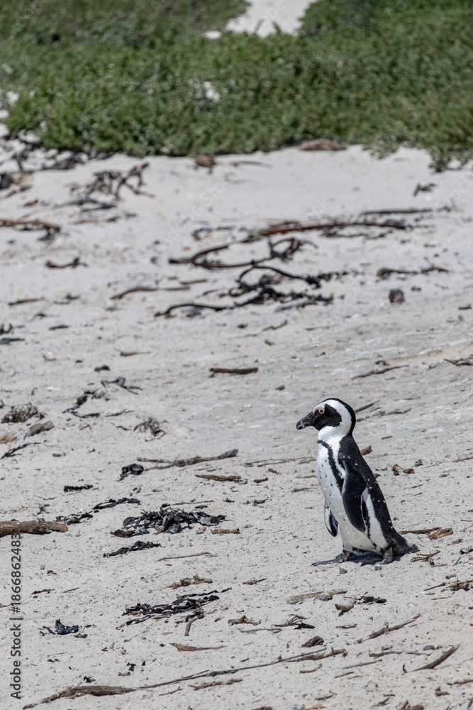 Obraz premium Cape penguin standing alone on a sandy beach with green vegetation in the background, facing right in a calm natural environment.