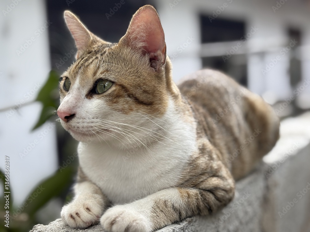 Fototapeta premium portrait of a cat
