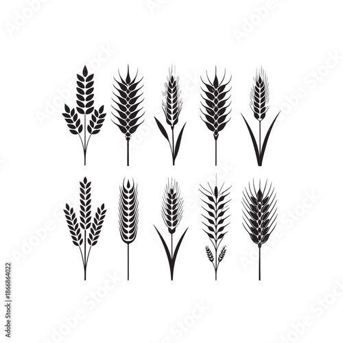 silhouette, drawing, ear, gold, graphic, grain, illustration, barley, cereal, crop, field, flour, harvest, healthy, icon, nature, rye, seed, vector, wheat, agriculture, bread, farm, food, natural, org