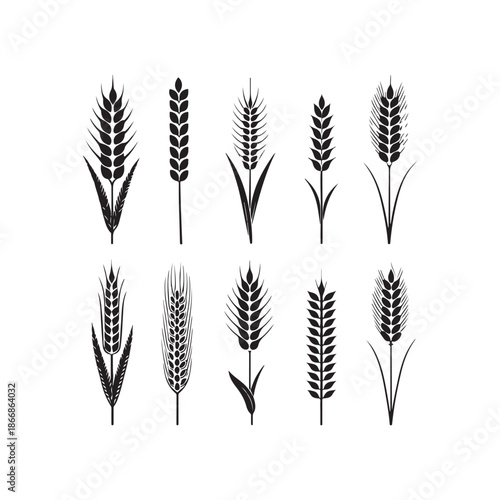 silhouette, drawing, ear, gold, graphic, grain, illustration, barley, cereal, crop, field, flour, harvest, healthy, icon, nature, rye, seed, vector, wheat, agriculture, bread, farm, food, natural, org