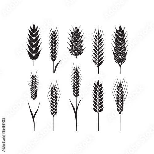 silhouette, drawing, ear, gold, graphic, grain, illustration, barley, cereal, crop, field, flour, harvest, healthy, icon, nature, rye, seed, vector, wheat, agriculture, bread, farm, food, natural, org