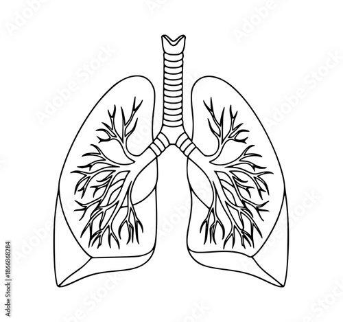 Detailed illustration of human lungs with trachea and bronchi on white background for medical education purposes with medical illustration and anatomy drawing and respiratory system