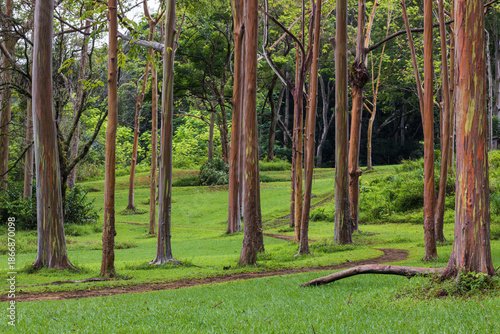 Vibrant rainbow eucalyptus trees with smooth multicolored bark and a winding path through lush greenery at Keahua Arboretum, Kauai, Hawaii.