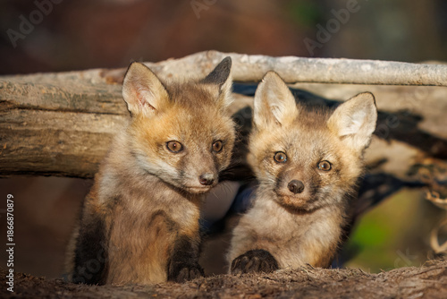 Curious Red Fox Kits Peeking From Behind a Forest Log
