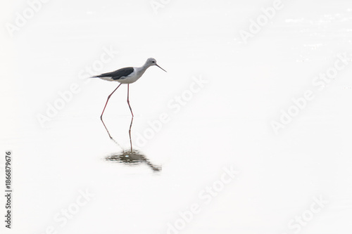 The black-winged stilt, Himantopus himantopus is a very long-legged wader