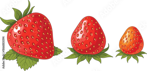 Fresh red strawberry fruit vector set with green leaves and varying sizes isolated on white background for organic food and dessert designs.
