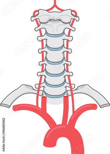 椎骨動脈、首元の動脈のイラスト Arteries in the neck illustration