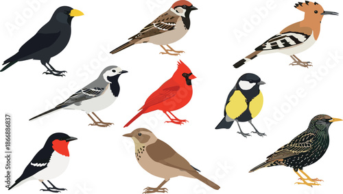 Songbird vector illustration set featuring common garden and forest birds in different poses isolated on white