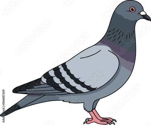 Pigeon bird vector illustration standing side view urban wildlife city dove animal isolated on white background