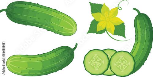 Fresh cucumber vegetable vector set with whole sliced fruits flower and leaves healthy food illustration isolated