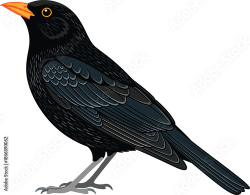 Common blackbird bird illustration isolated on white background, realistic flat vector wildlife animal