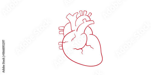 Detailed red line drawing of a human heart on white